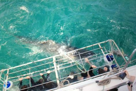 1012923_718357794876027_895407939_n